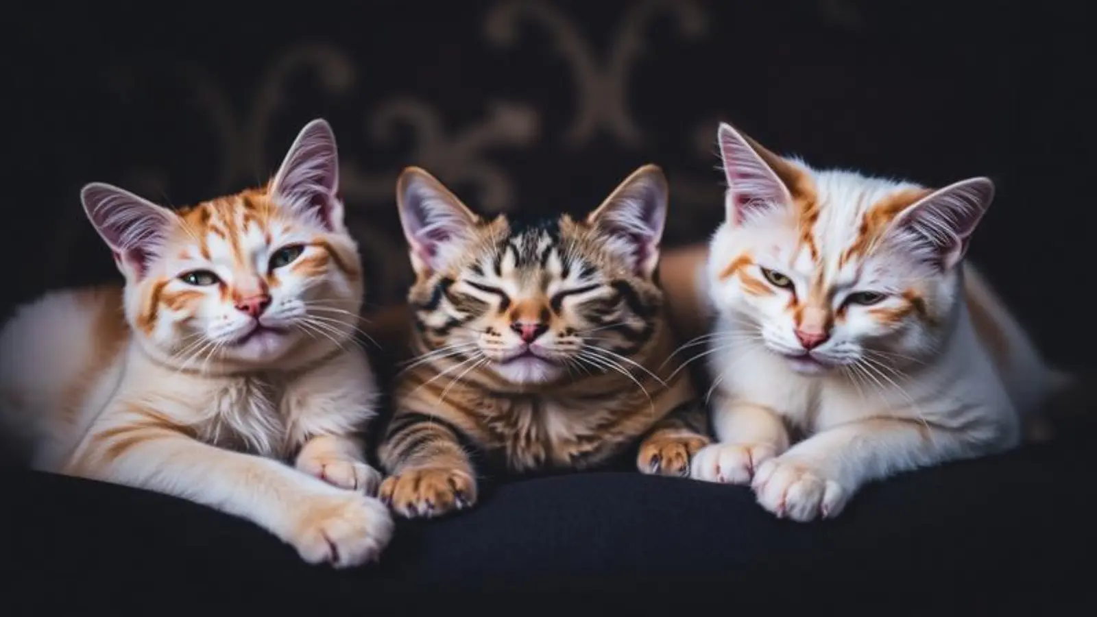 names for cats male